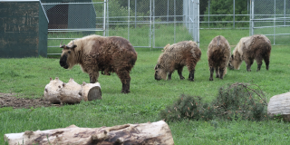 Sichuan takin - Edmonton Valley Zoo