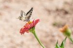 Livingston butterfly-ga65f80517_1920